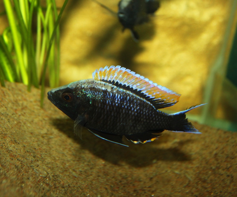 Copadichromis sp. 'firecrest' Gome